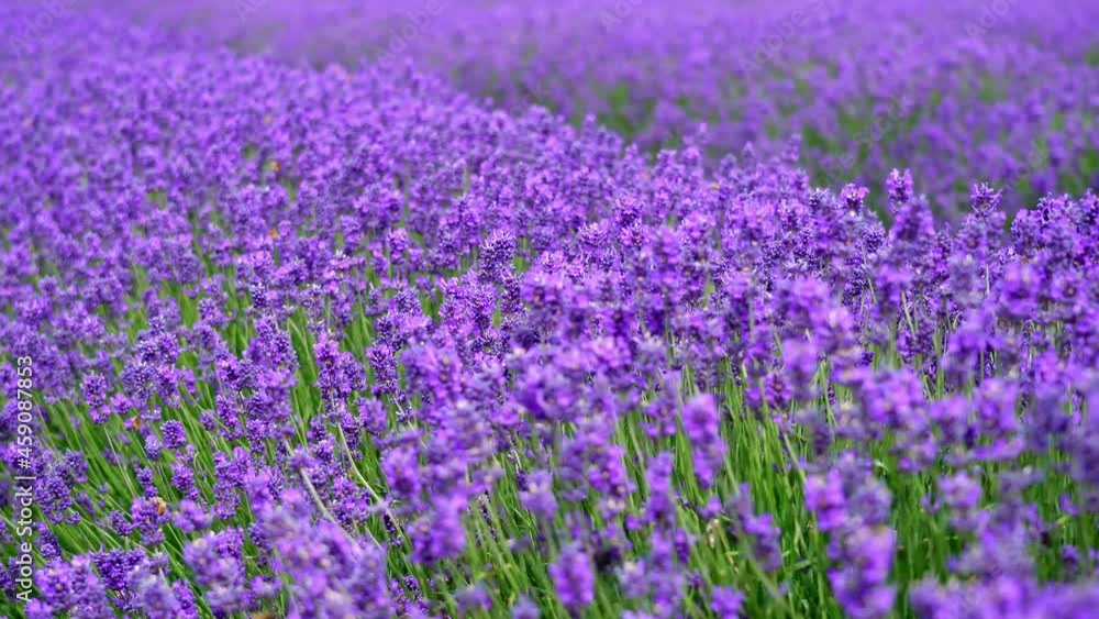 A field of blooming lavender, a group of bees collecting nectar on the flowers A field of blooming lavender, a group of bees collecting nectar on the flowers