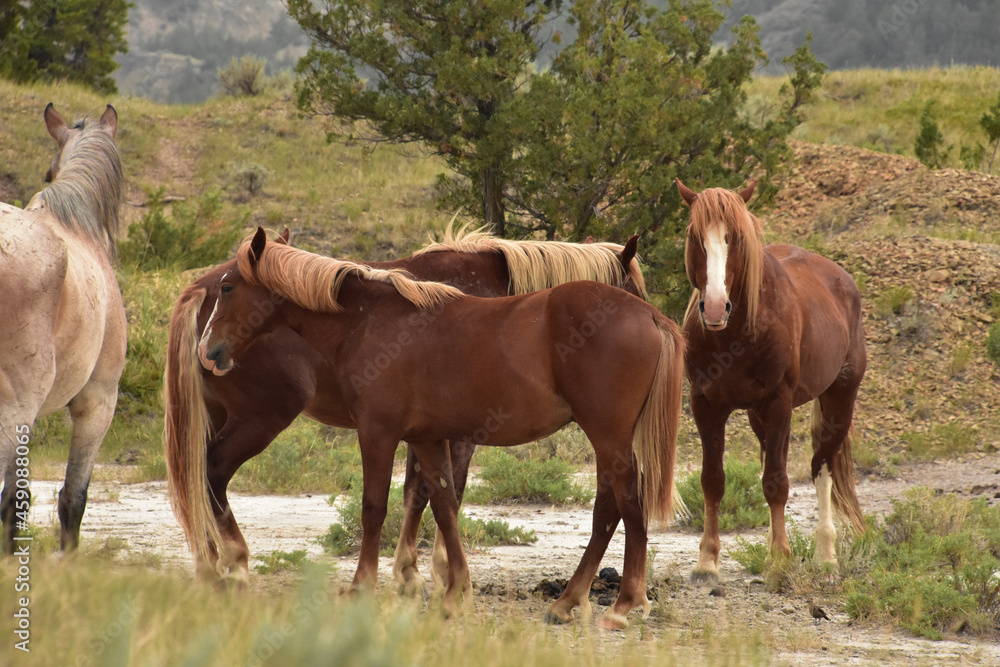 Gorgeous Herd of Wild Horses in South Dakota Gorgeous Herd of Wild Horses in South Dakota
