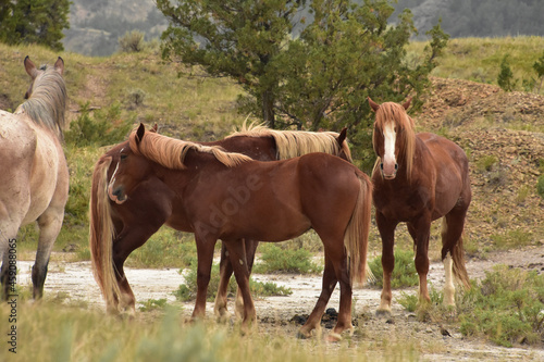 Gorgeous Herd of Wild Horses in South Dakota © dejavudesigns