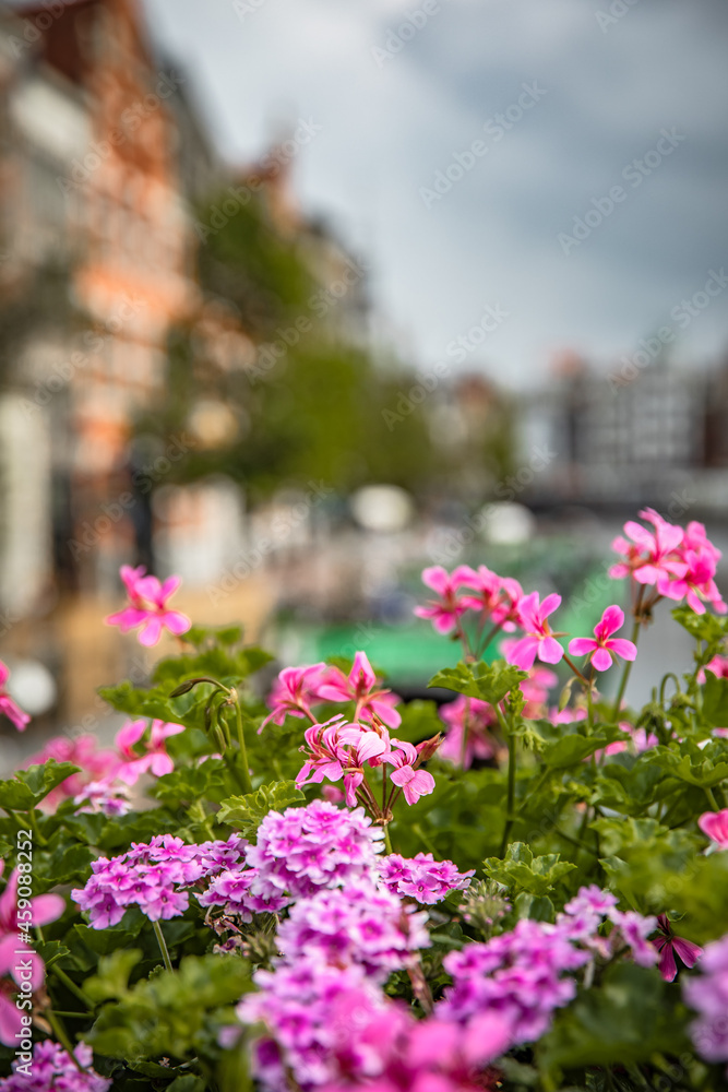 pink flowers in the city