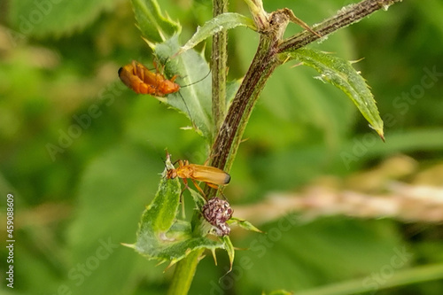 dragonfly on a leaf