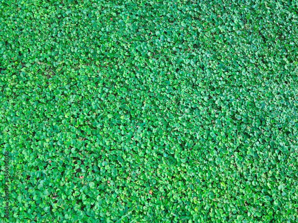 Fototapeta premium Green lawn for background. Green grass background texture.