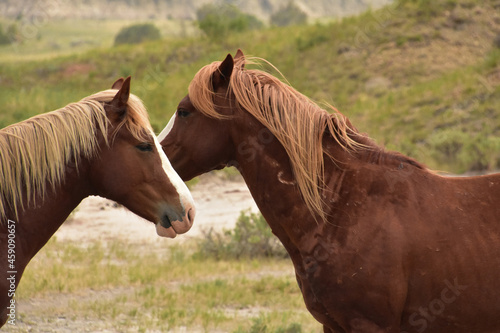 Beautiful Capture of a Pair of Wild Horses