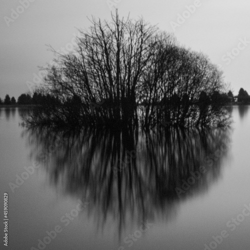 tree on the lake