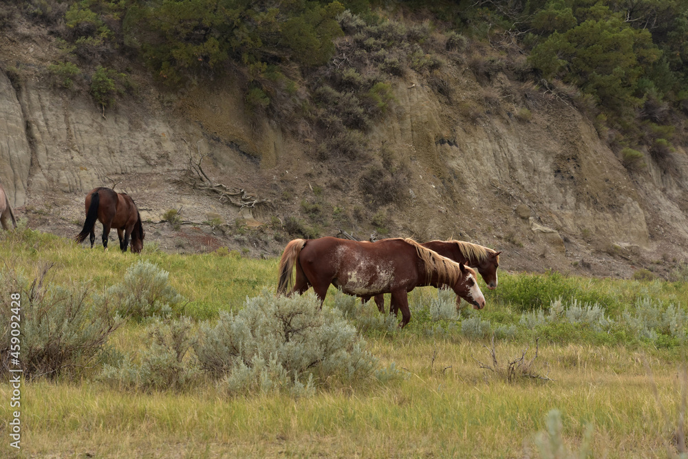 Herd of Wild Spanish Mustangs on the Plains
