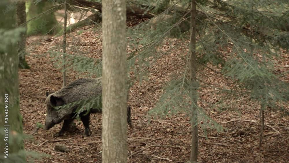wild boar in German forest wild boar in German forest