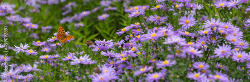 New York aster image. autumn field landscape image. butterfly and aster flower.