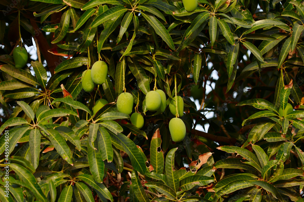 Big Mango Tree in garden,agriculture of mango,many mango Fruit Hanging On Mango Tree,cultivation of mangoes, Asian mango with tree