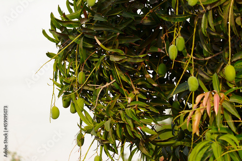 Close up view of raw Mango Fruits,Footage of many mango Fruit Hanging On Mango Tree,plantations with organic mango trees with many sweet ripe mango fruits ready for harvest,selective focus