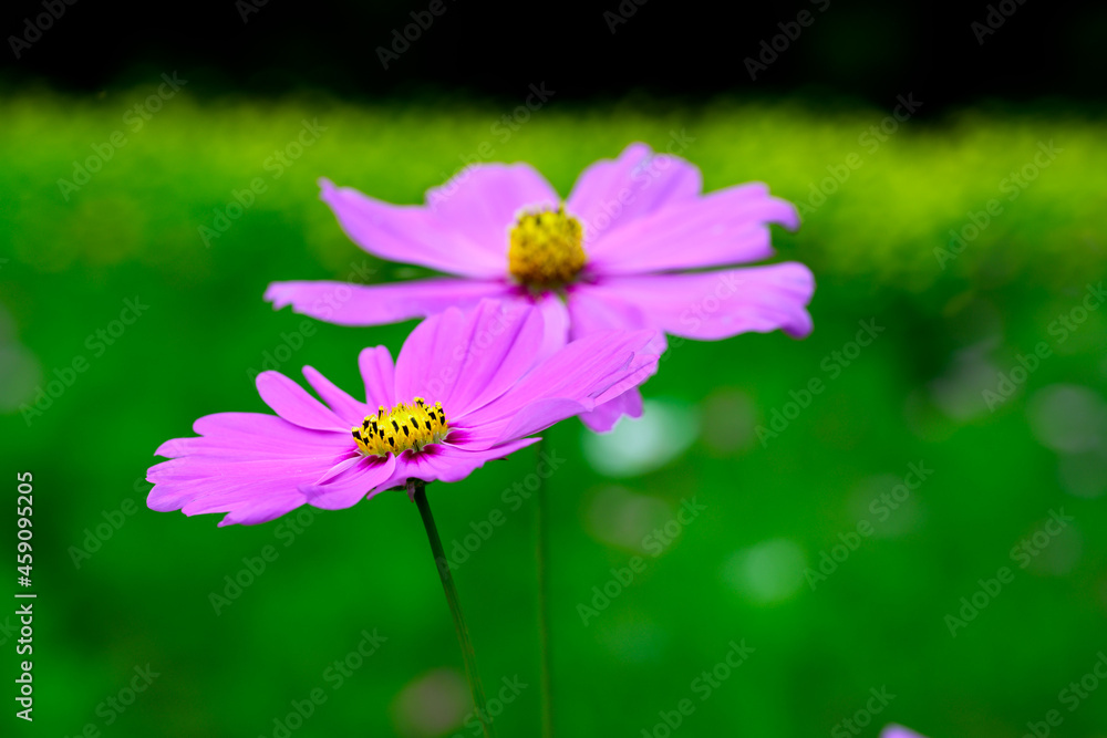Fototapeta premium コスモス
