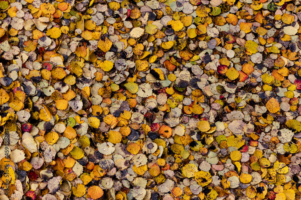 Abstraction. Autumn background. Abstraction. Autumn background.