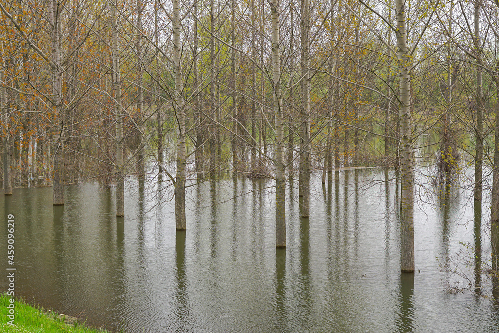 Obraz premium Woodland floods