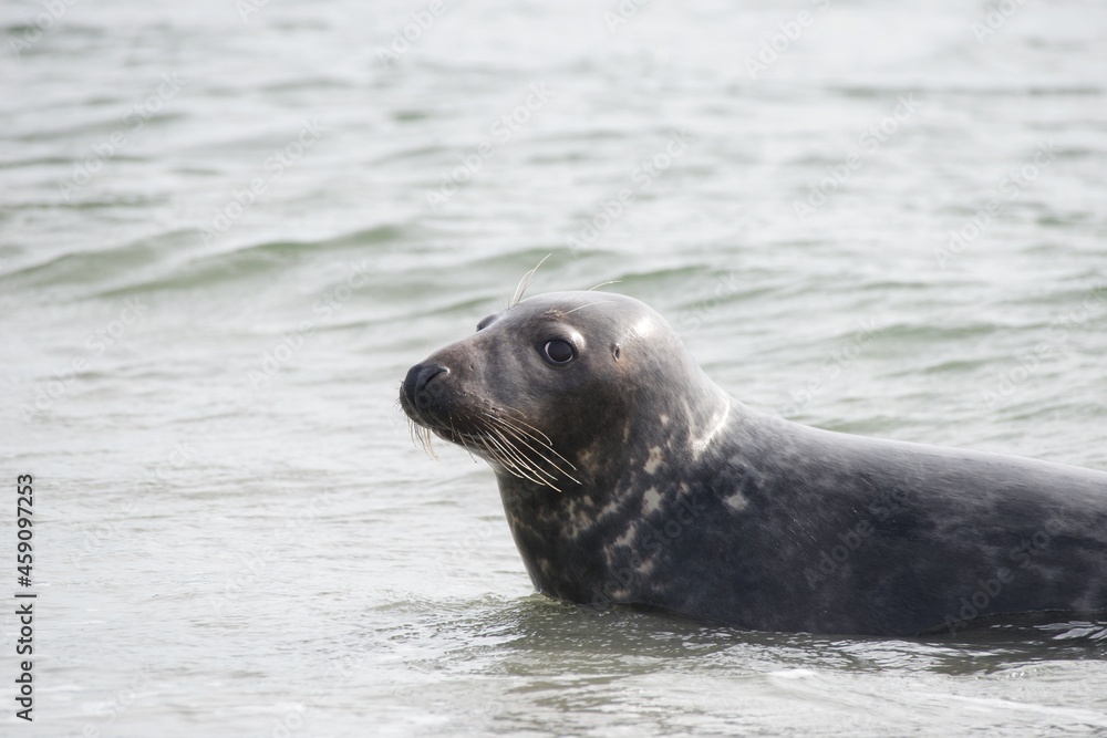 Obraz premium Robben auf Helgoland