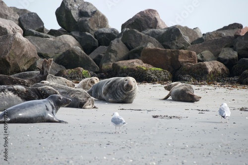 Robben auf Helgoland