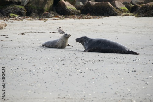 Robben auf Helgoland