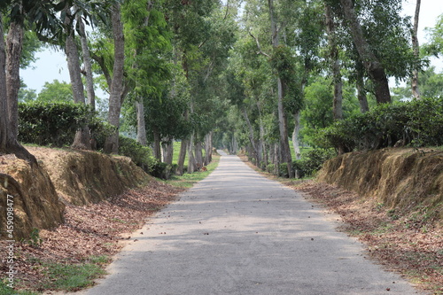 tea garden road  srimangal  sylhet  bangladesh.