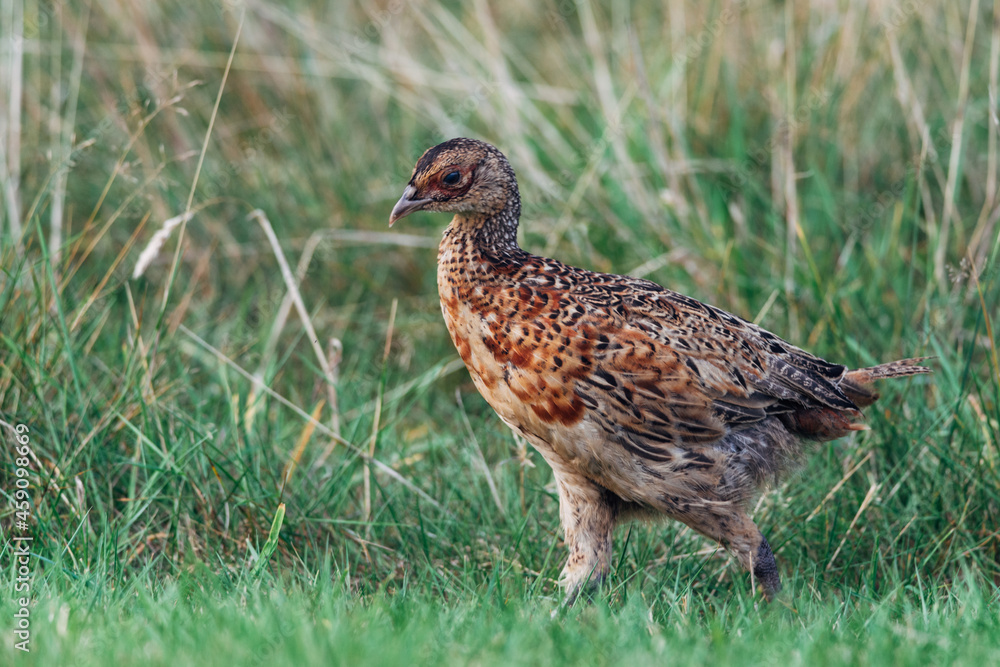 Close up of a wild pheasant chick, bird, Phasianidae Close up of a wild pheasant chick, bird, Phasianidae