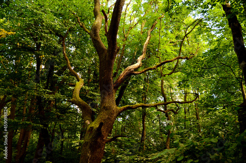 tree in the forest