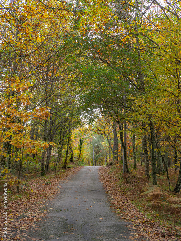 Road surrounded by forest trees with yellow and orange leves, during autumn fall in arouca, portugal