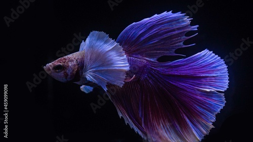 Siamese betta fish is the national fish of Thailand, its distinguishing feature is its beautiful and graceful tail. is a great fighter