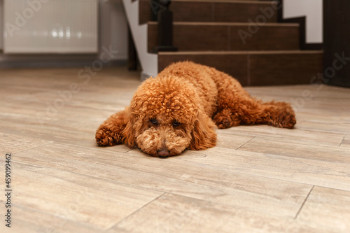 Poodle puppy is lying on the floor with a sad expression on face
