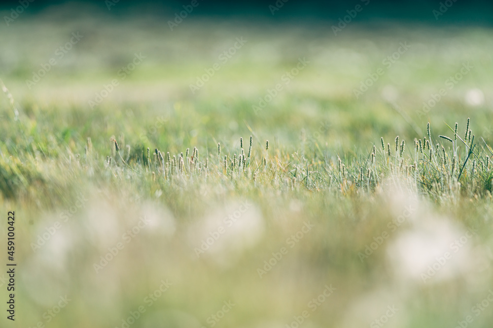 overblown dandelions in the field, a lot of depth of field, nature background 