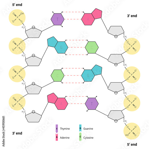 Structure of DNA. Deoxyribonucleic acids. Nitrogenous base (Thymine, Adenine, Cytosine or Guanine), Sugar (deoxyribose) and Phosphate group. DNA nucleotide.