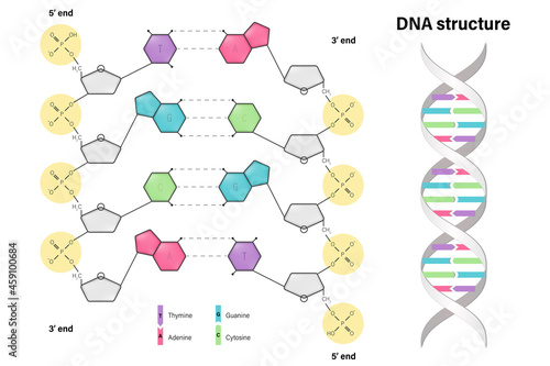 Structure of DNA. Deoxyribonucleic acids. Nitrogenous base (Thymine, Adenine, Cytosine or Guanine), Sugar (deoxyribose) and Phosphate group. DNA nucleotide. photo