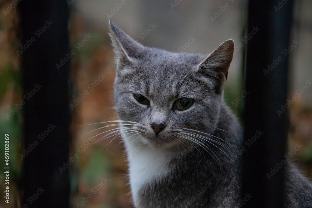 portrait of a gray cat behind a metal fence