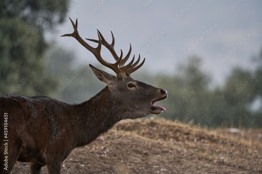 Deer with antlers walking on meadow grunting
