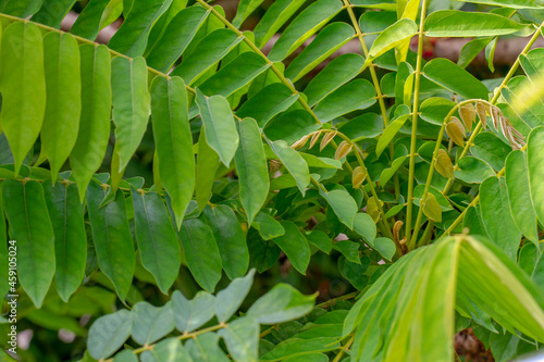 Bilimbi plant shoots with brown leaf shoots and dark green leaves have a unique pattern