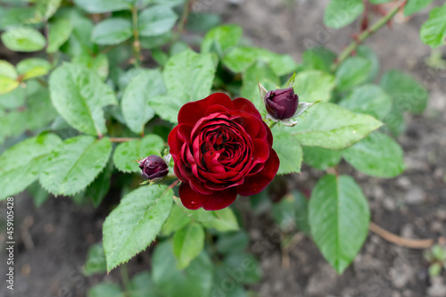 Closeup of Lavaglut rose flower.   photo