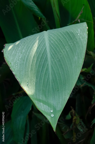 Selective focus on CANNA LILY OR CANNA MISS OKLAHOMA LEAf in the park in morning sunshine. Water drops on leaf.