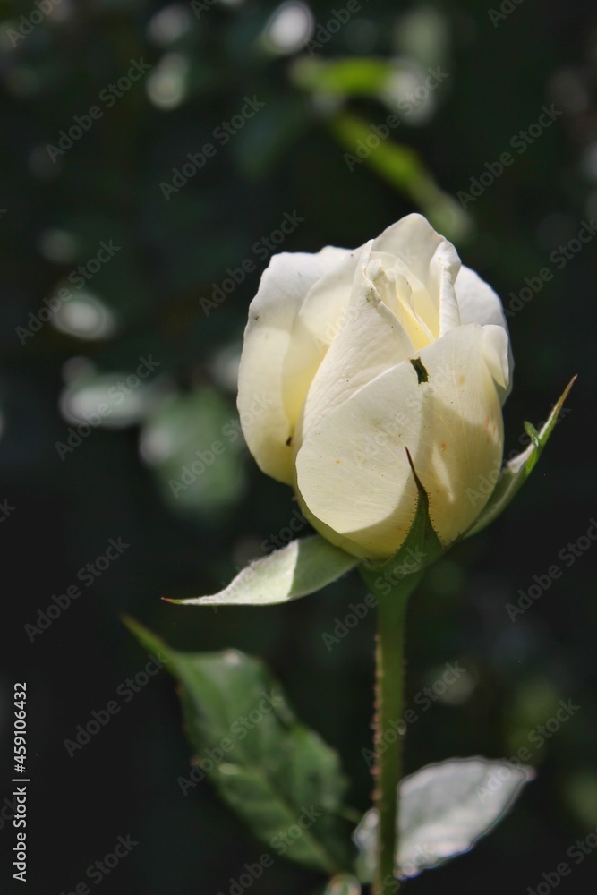 white rose in the garden