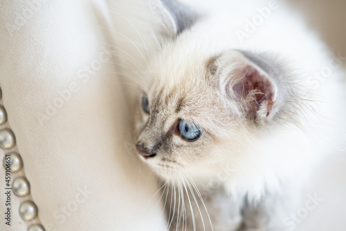 Birman-Siberian mix kitten alert and looking to its right © Richard