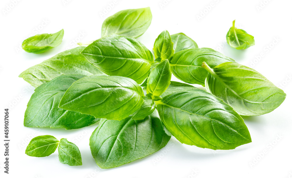Macro shot of fresh green basil leaves isolated on white background. Macro shot of fresh green basil leaves isolated on white background.