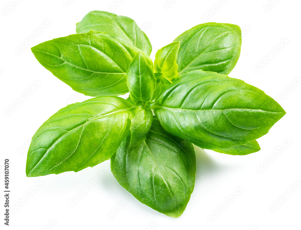 Macro shot of fresh green basil leaves isolated on white background. Macro shot of fresh green basil leaves isolated on white background.