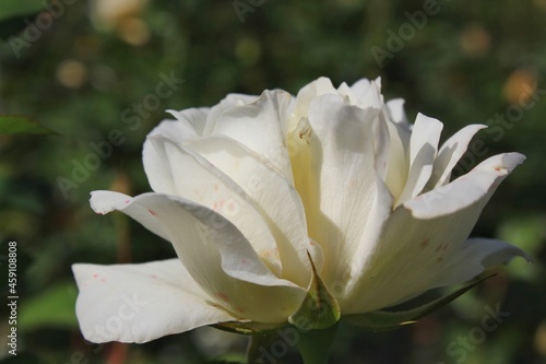 white magnolia flower
