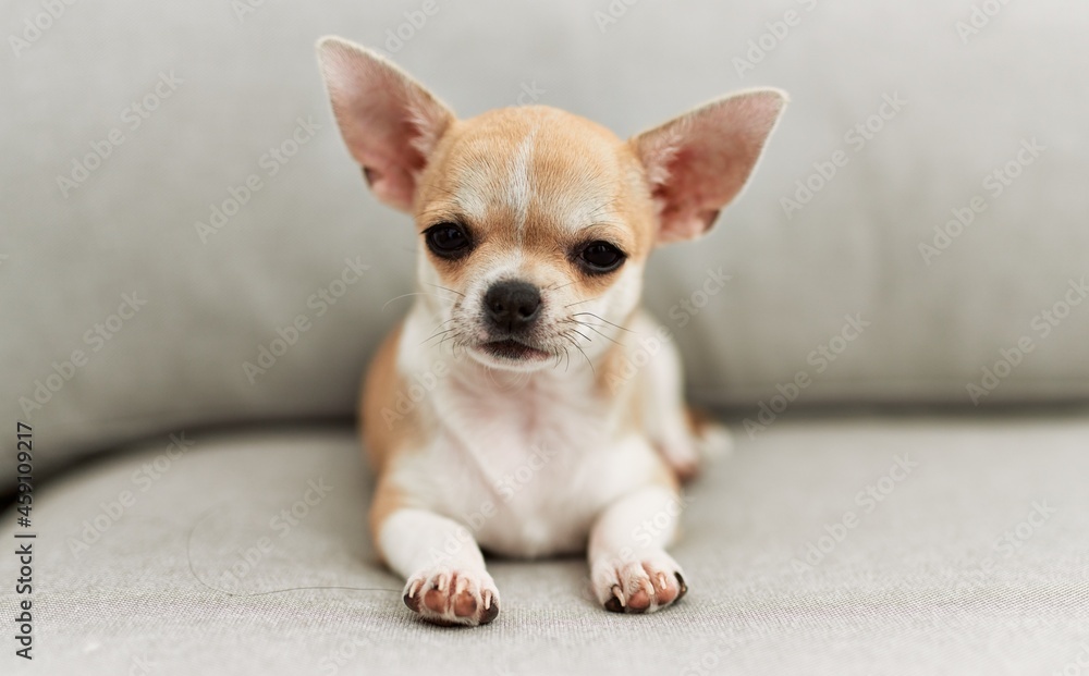 Beautiful small dog chihuahua lying resting sitting on the sofa at home Beautiful small dog chihuahua lying resting sitting on the sofa at home