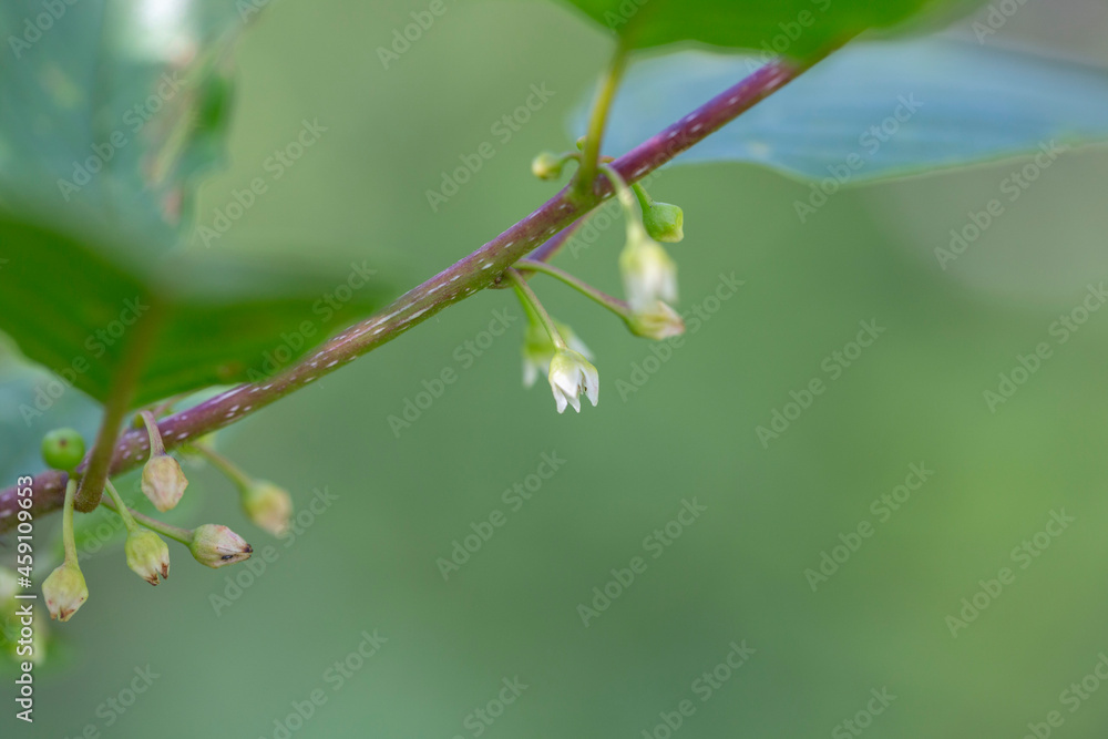 Frangula alnus (alder buckthorn, glossy buckthorn, breaking uckthorn) is a shrub in the family Rhamnaceae. Branch of Frangula alnus (alder buckthorn) at the time of flowering. Frangula alnus (alder buckthorn, glossy buckthorn, breaking uckthorn) is a shrub in the family Rhamnaceae. Branch of Frangula alnus (alder buckthorn) at the time of flowering.