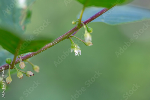 Frangula alnus (alder buckthorn, glossy buckthorn, breaking uckthorn) is a shrub in the family Rhamnaceae. Branch of Frangula alnus (alder buckthorn) at the time of flowering.