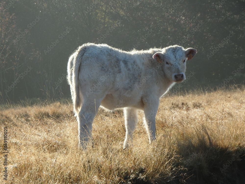 Obraz premium vache