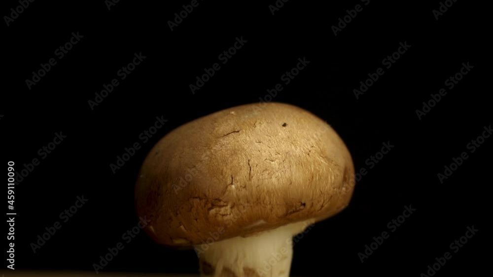 Brown mushroom close-up on a black background, rotating footage Brown mushroom close-up on a black background, rotating footage