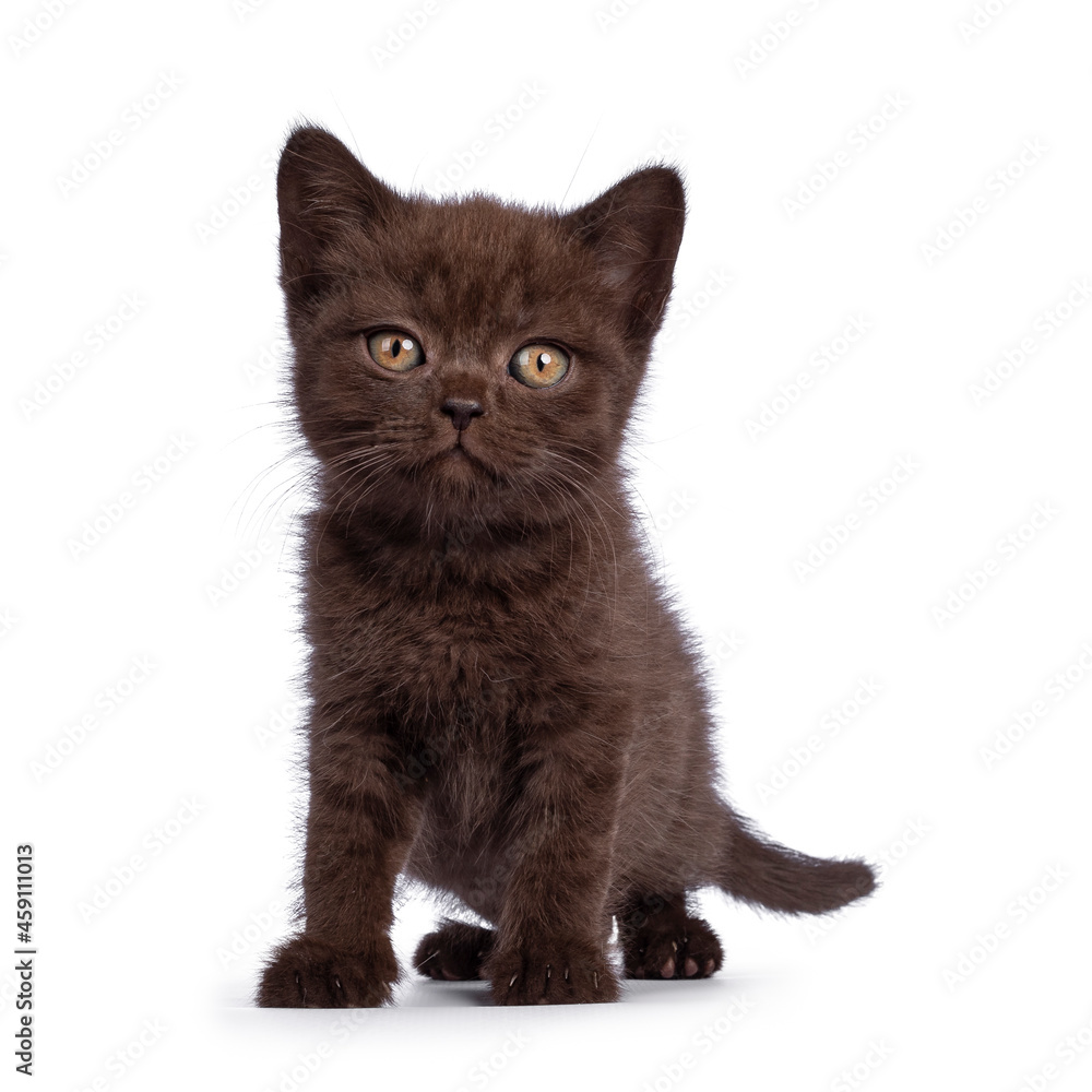 Cute brown British Shorthair cat kitten, standing facing front. Looking towards camera. Isolated on a white background. Cute brown British Shorthair cat kitten, standing facing front. Looking towards camera. Isolated on a white background.