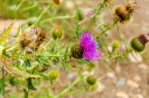 thistle flower close-up