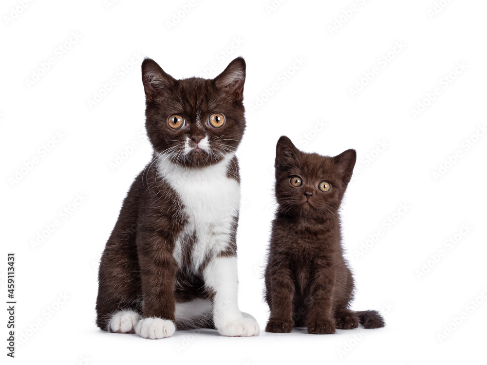 Cute brown and brown with white British Shorthair cat kittens, sitting beside each other. Looking towards camera. Isolated on a white background. Cute brown and brown with white British Shorthair cat kittens, sitting beside each other. Looking towards camera. Isolated on a white background.
