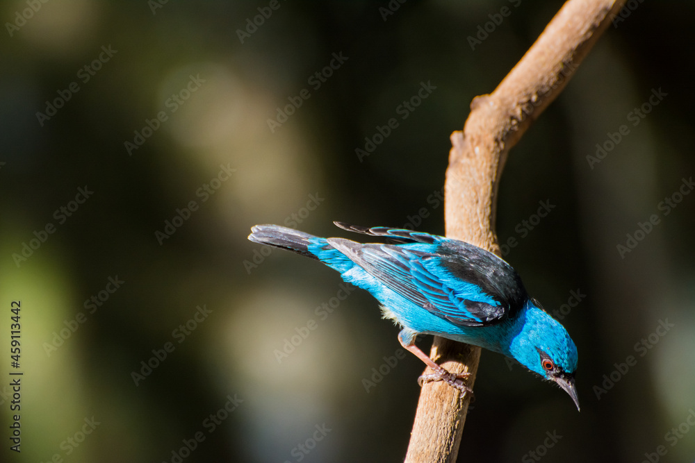 Obraz premium The Blue Dacnis (blue skirt; Dacnis cayana). Brazilian Atlantic Forest, Minas Gerais.