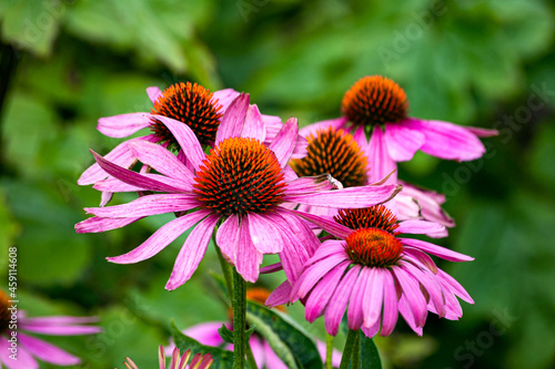 Purple perennial conical Echinacea flowers in the garden.