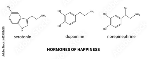 Hormones of happiness - serotonin, dopamine, norepinephrine photo