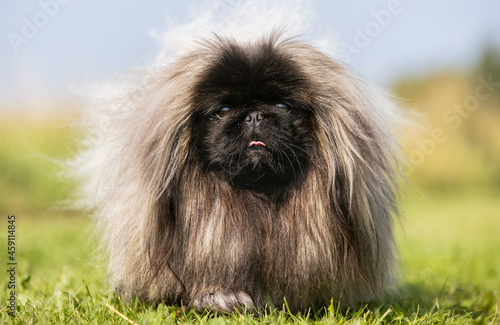 Foto Pekingese dog breed